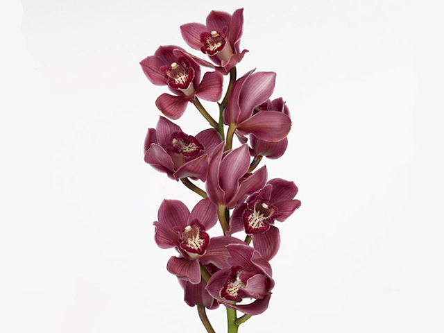 Цимбидиум крупноцветковый "Philipp"