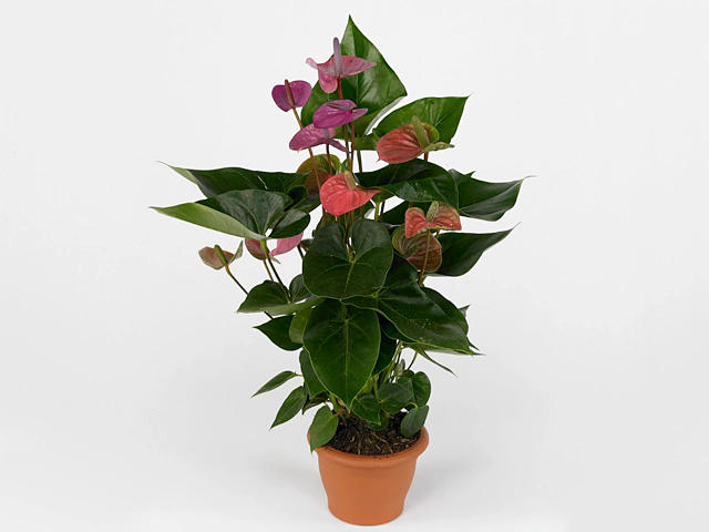 Anthurium (Andreanum Grp) Cavalli