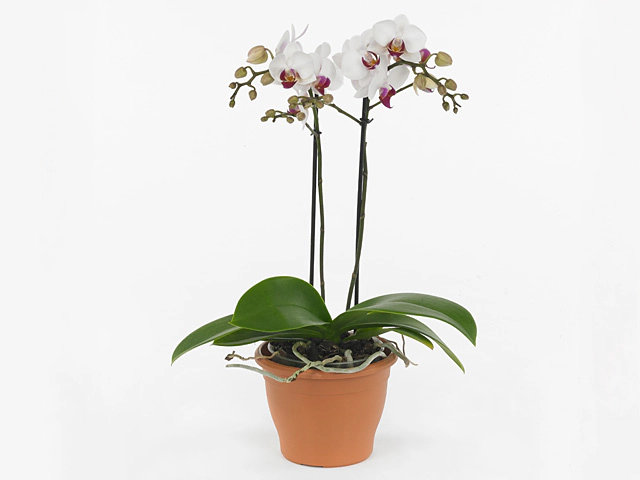 Phalaenopsis Multifloratypes Daisy