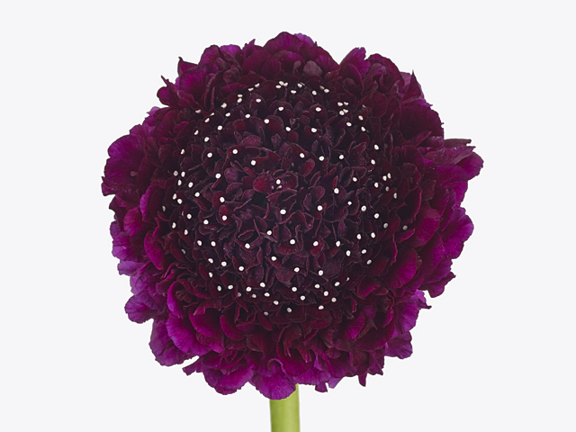 Scabiosa atropurpurea Red Velvet Scoop