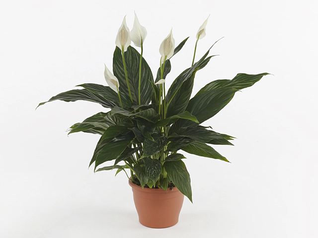 Spathiphyllum Hero Cupido