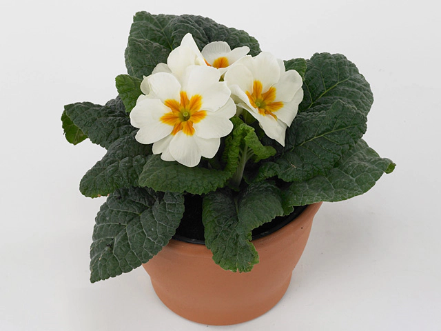 Primula (Acaulis Grp) 'Danova White'