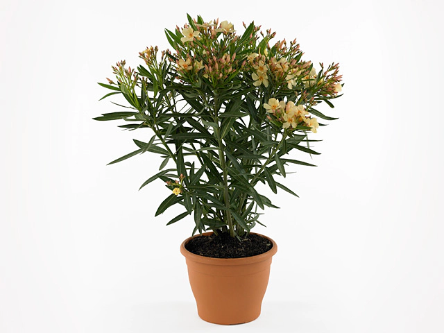Nerium oleander Corazon Yellow
