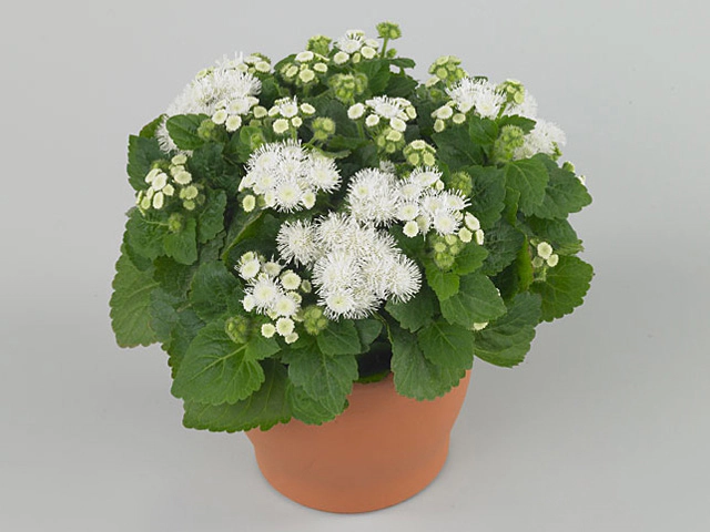 Ageratum Houstonianum Ariella White Ageratum Houstonianum Ariella White