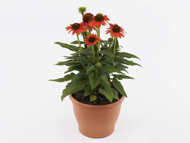 Echinacea Sombrero Hot Coral