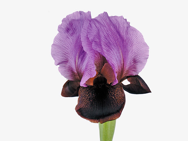 Iris (perennial) (Oncoclycus Grp) 'Ziv'