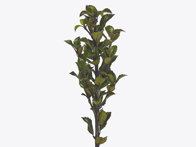 Ilex (leaf) x meserveae 'Hecken Star'