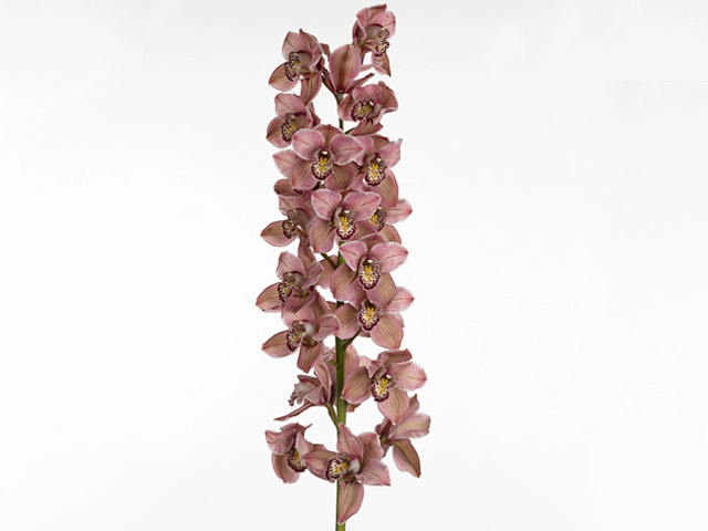 Цимбидиум крупноцветковый "Mrs. Purple Rain"