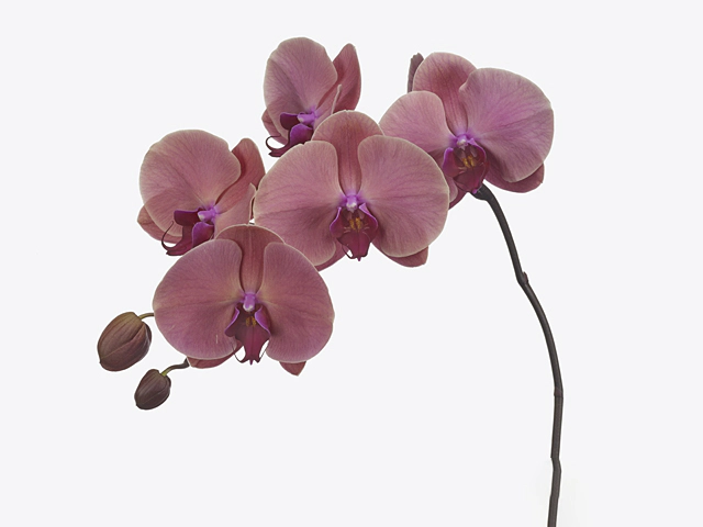 Phalaenopsis per flower 'Coral Sunset'