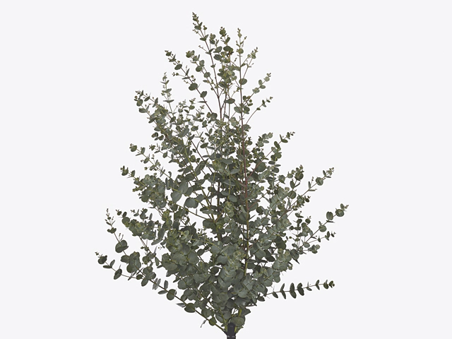 Eucalyptus gunnii Azura per bunch