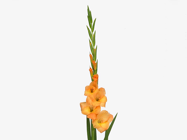 Гладиолус крупноцветковый "Cornelli"