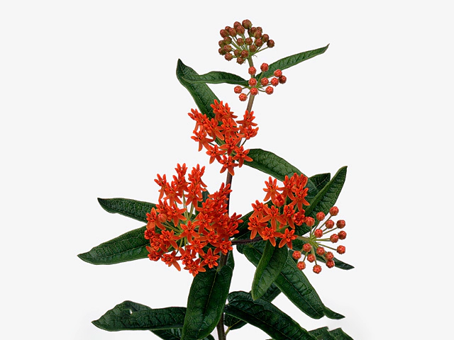 Asclepias tuberosa 'Red Wijna'