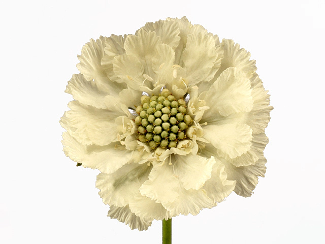 Scabiosa caucasica 'Anika'