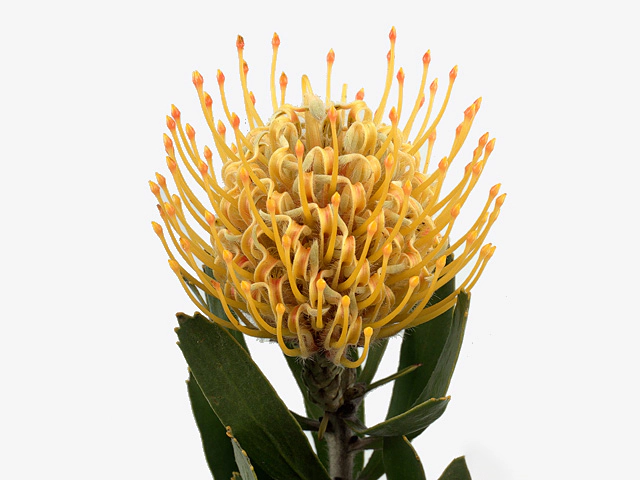 Leucospermum cuneiforme