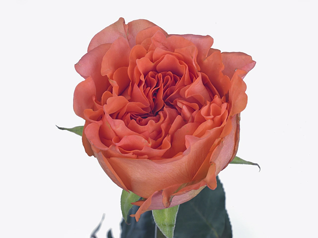 Роза крупноцветковая "Romanza"