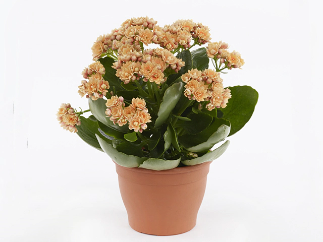 Kalanchoe double blossfeldiana 'Serenity Peach'