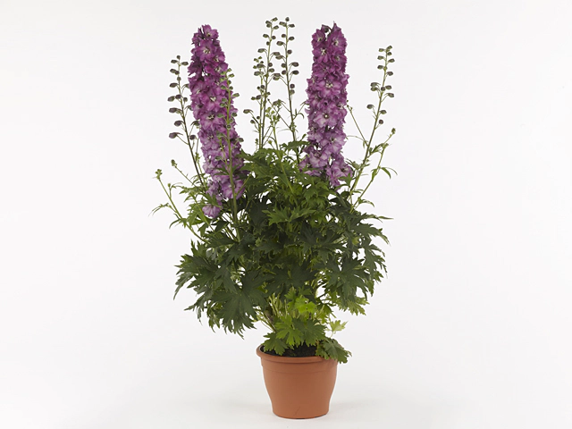 Delphinium (Elatum Grp) Delgenius Chantay