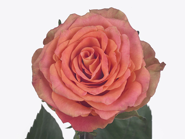 Роза крупноцветковая "Love Pearl@"