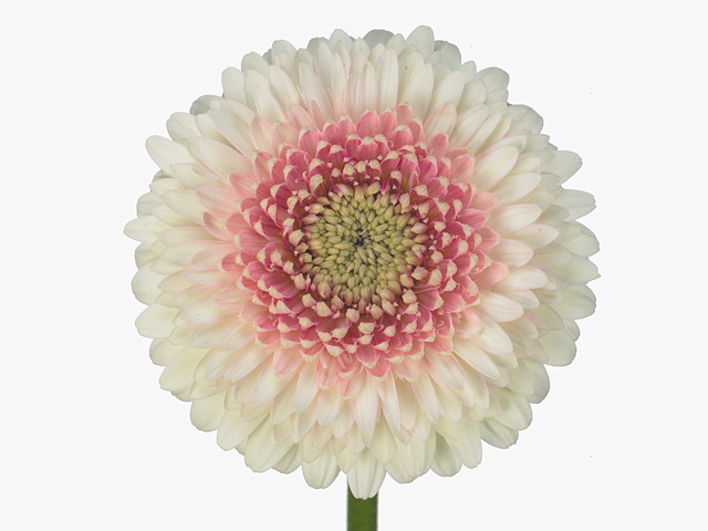 Gerbera mini globose Gerrondo Terra Stargate