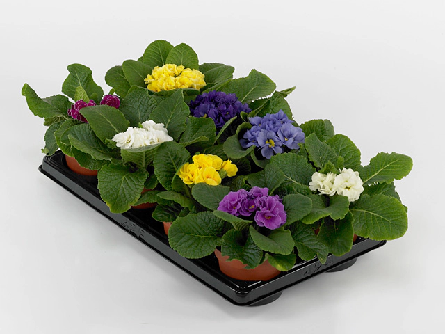 Primula (Acaulis Grp) Princess F1 Double mixed