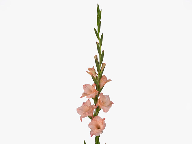 Гладиолус крупноцветковый "Sisi"
