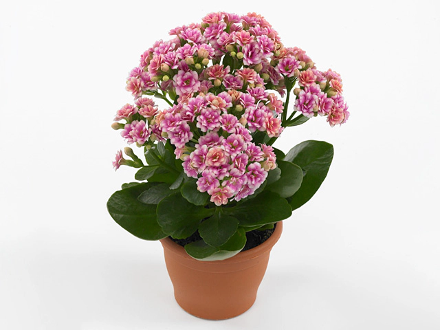 Kalanchoe blossfeldiana double Weaver Bicolor