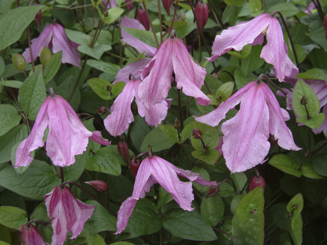 Clematis (Integrifolia Grp) 'Hendryetta'