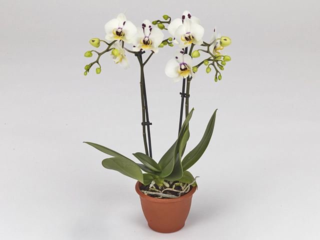 Phalaenopsis Multifloratypes Coco 4