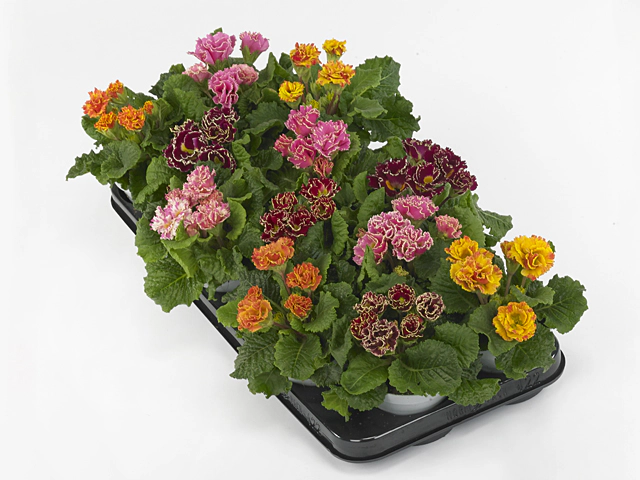 Primula (Acaulis Grp) Bellisimo mixed