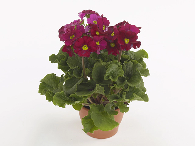 Primula obconica Sweet Kisses Amore Wine Red