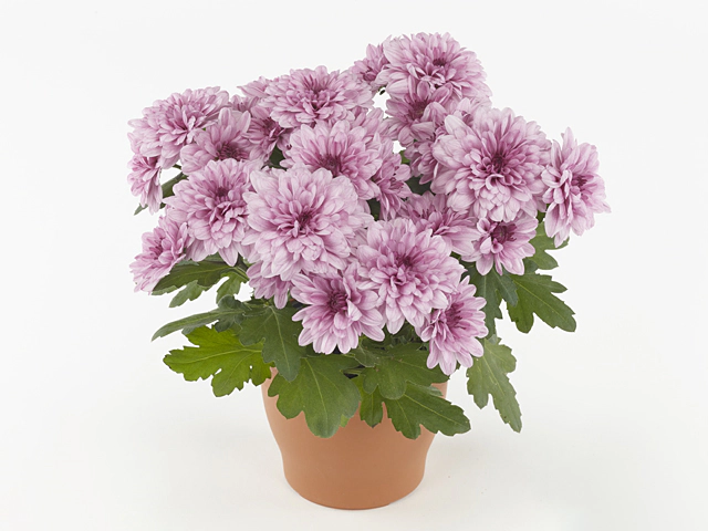 Chrysanthemum (Indicum Grp) Chrystal Romance