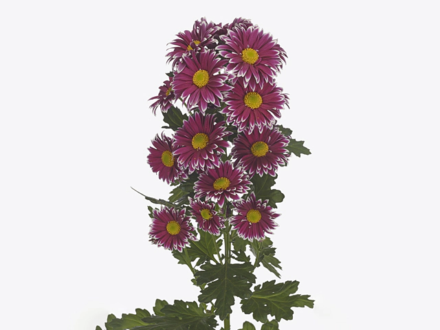 Chrysanthemum (Indicum Grp) spray Ibra