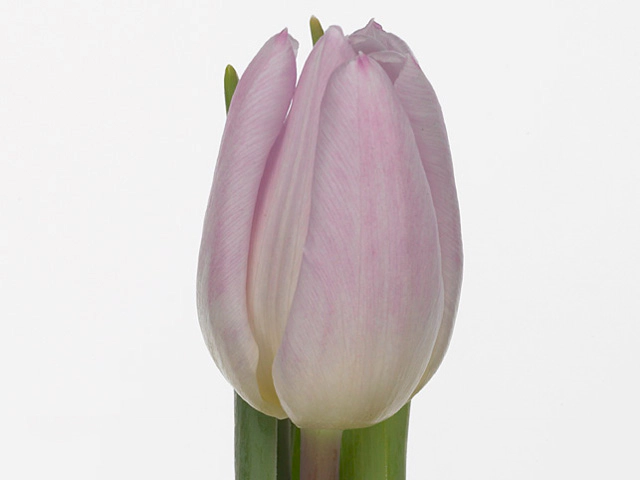 Тюльпан Триумф "Sweet Flag"