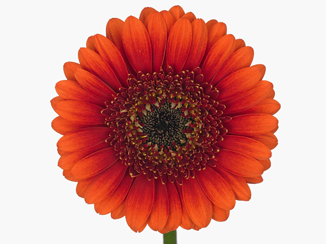 Гербера мини "Dark Wakita"