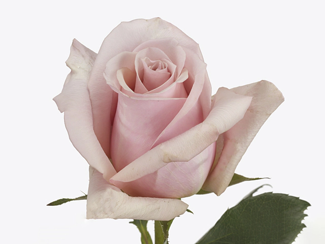 Роза крупноцветковая "Mother of Pearl"