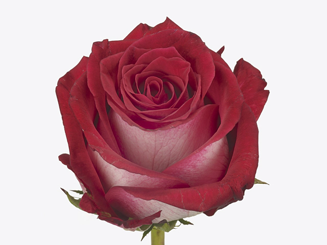 Роза крупноцветковая "Super Lady"