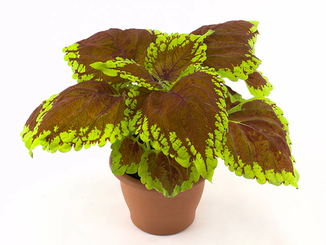 Plectranthus (Coleus Grp) 'Kong Bronze'