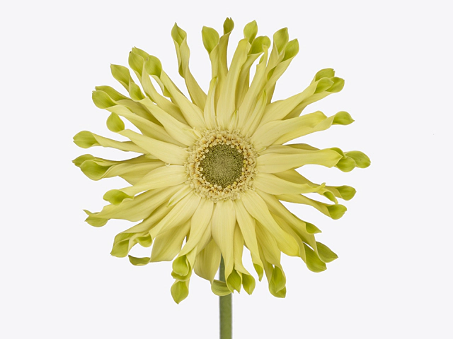 Gerbera large flowered curl-shaped Pastini Pistacchio