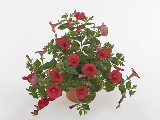 Petunia Shock Wave Red