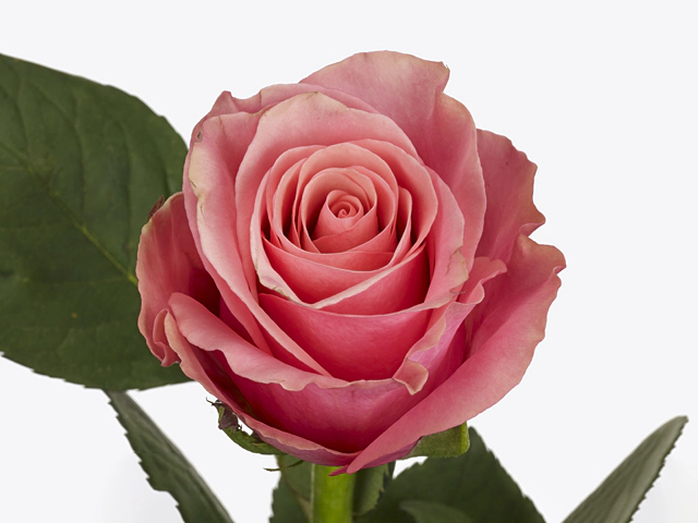 Роза крупноцветковая "Light Pink Tacazzi+"