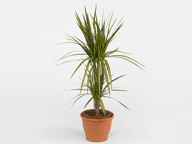 Dracaena marginata 'Sunray'