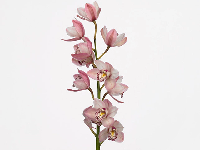 Cymbidium mini Peachlet 'Irene'