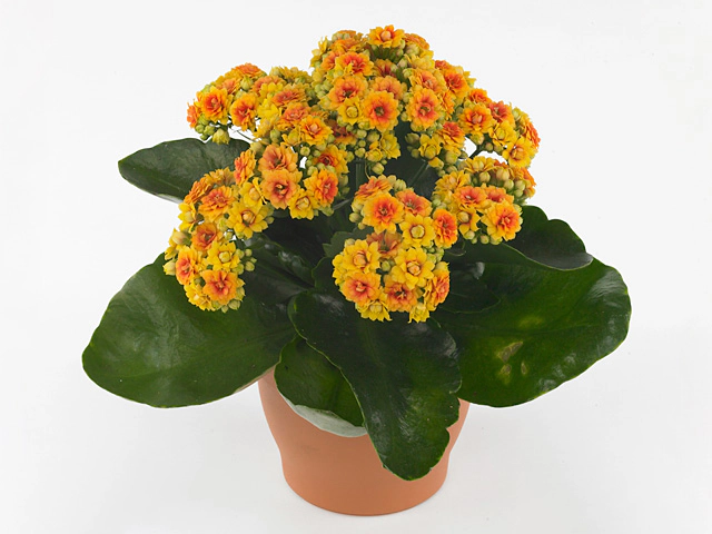 Kalanchoe blossfeldiana double Signal Yellow-Red