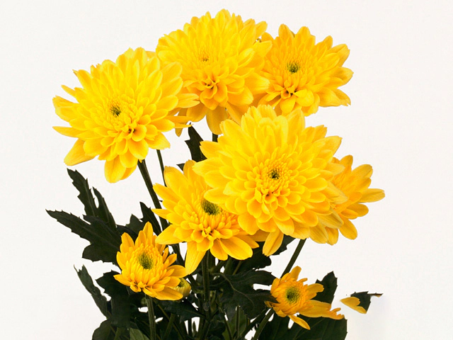 Chrysanthemum (Indicum Grp) spray Euro Yellow