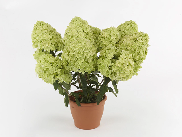 Hydrangea paniculata Pancetta