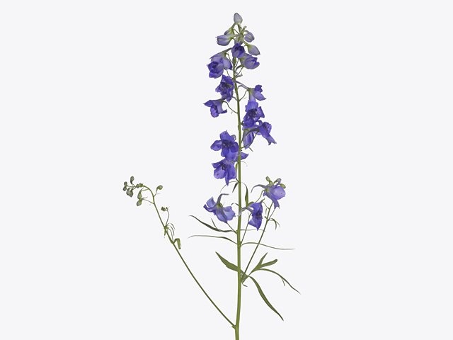 Delphinium single flowered (Belladonna Grp) Magical Vianna