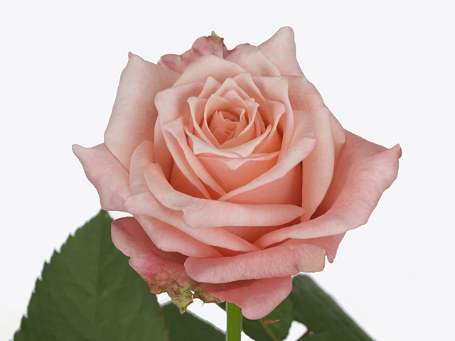 Роза крупноцветковая "Ariana!"