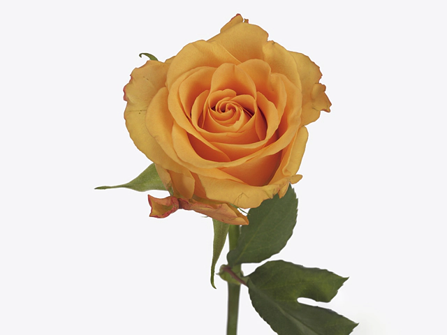 Роза крупноцветковая "Sunsplosion!"