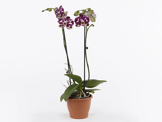 Phalaenopsis GreenbalanZ CurlieZ