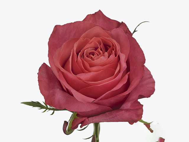 Роза крупноцветковая "Hard Rock"
